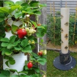 Kovrdžave jagode: karakteristike rasta